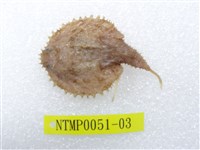 藏品(費氏棘茄魚)的圖片